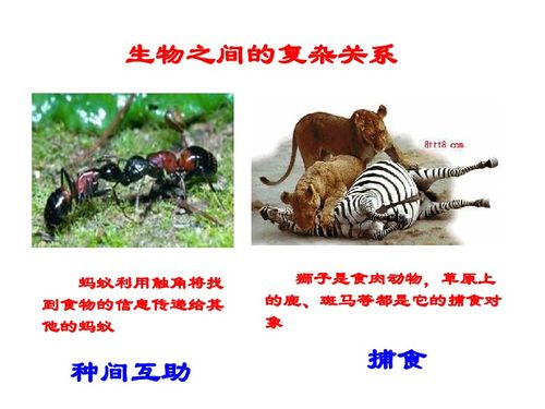 第2節(jié) 環(huán)境影響生物的生存 分析生物因素對生物的影響課件下載 生物