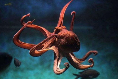 被囚禁在嬰兒軀殼中的34歲靈魂 為何永不衰老？