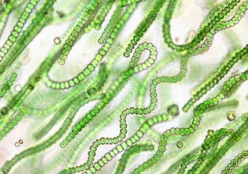 古代生物與石油形成 巨大儲(chǔ)量與生物來源的平衡解析